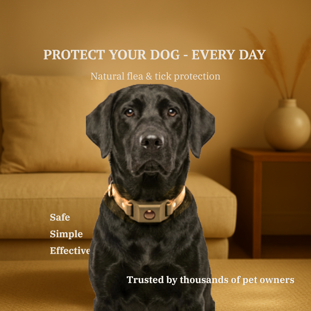 PawGuard Collar